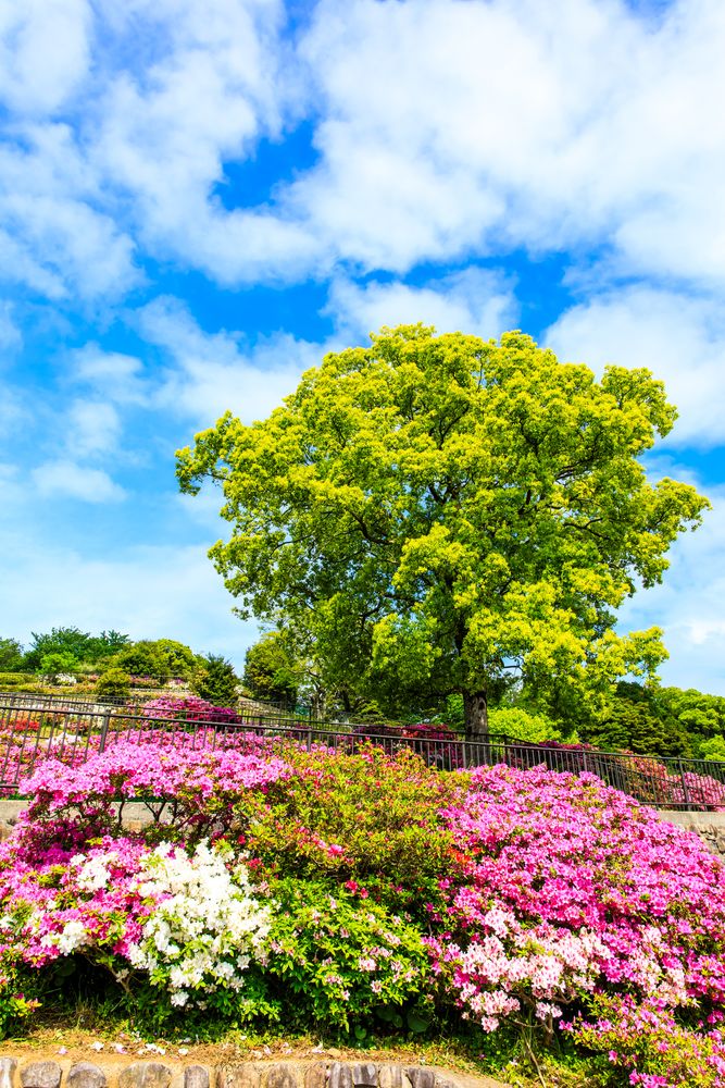 稲佐山公園の画像 - 3枚目