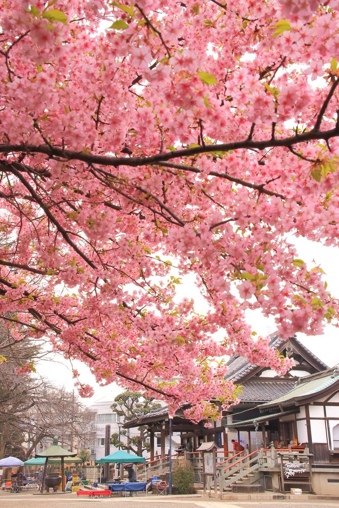 新井薬師梅照院の画像 - 2枚目
