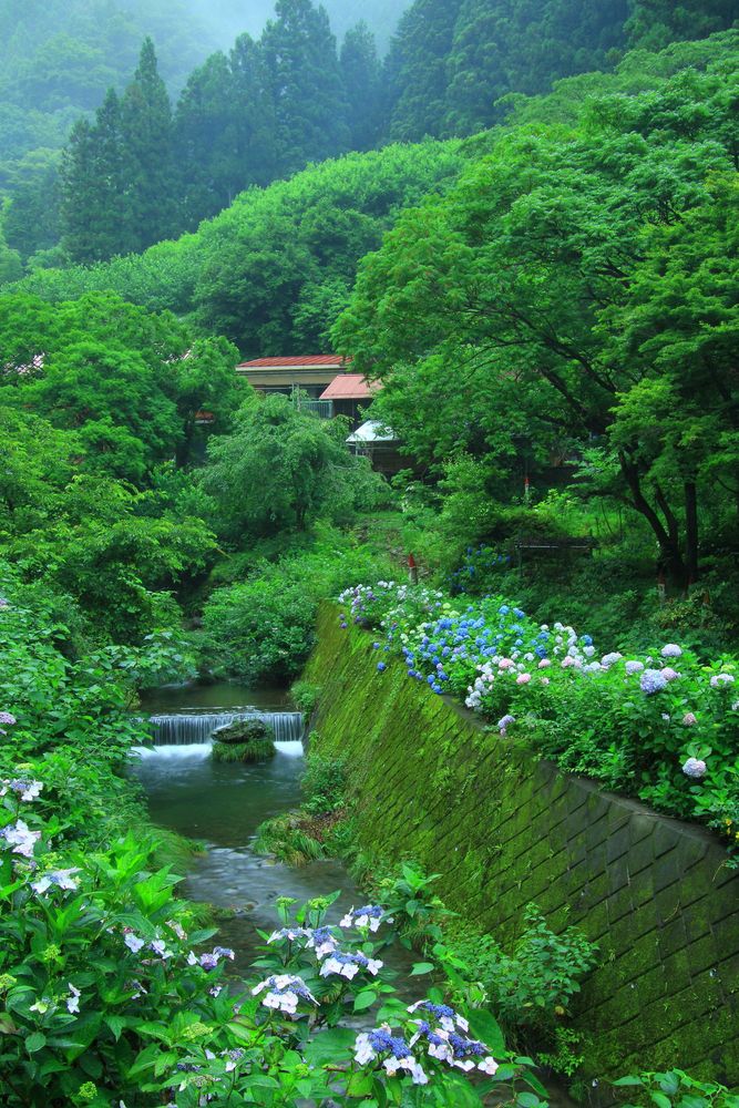 南沢あじさい山の画像 - 2枚目
