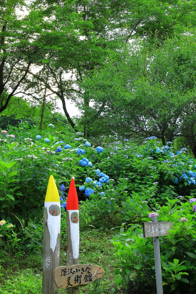 南沢あじさい山の画像 - 5枚目