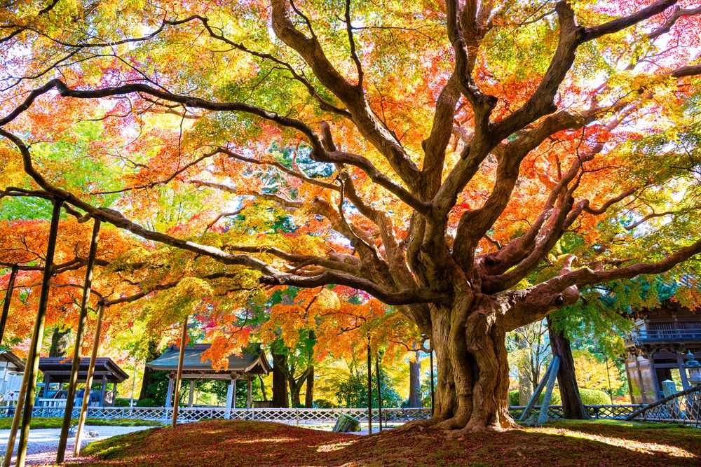 雷山千如寺大悲王院の画像 - 5枚目