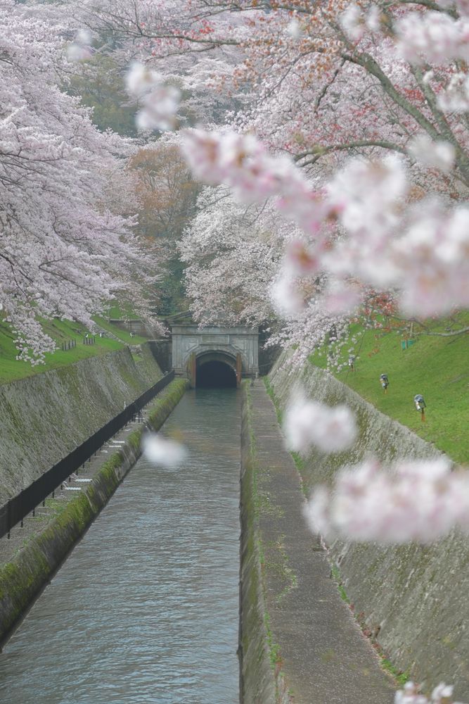 琵琶湖疏水の画像 - 5枚目