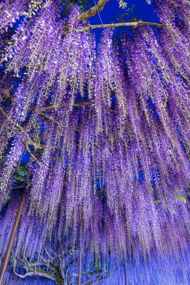 白毫寺の画像 - 3枚目
