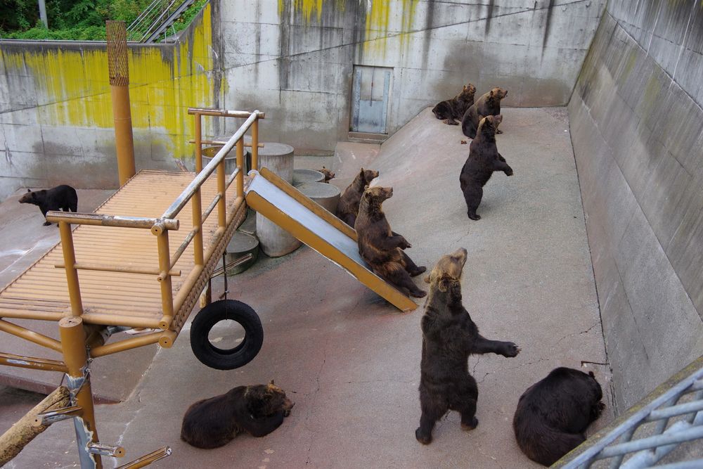 昭和新山熊牧場