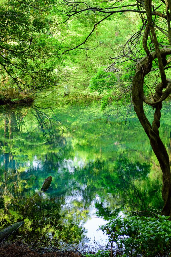 丸池様の画像 - 2枚目