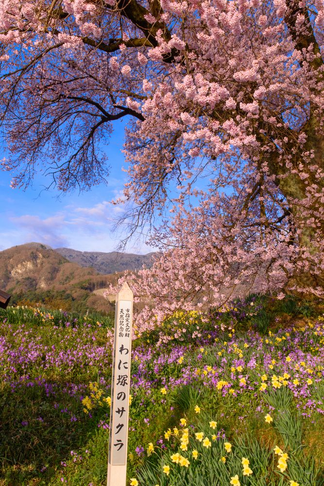 わに塚の桜】の周辺スポット・アクセス・口コミ - Prism Japan