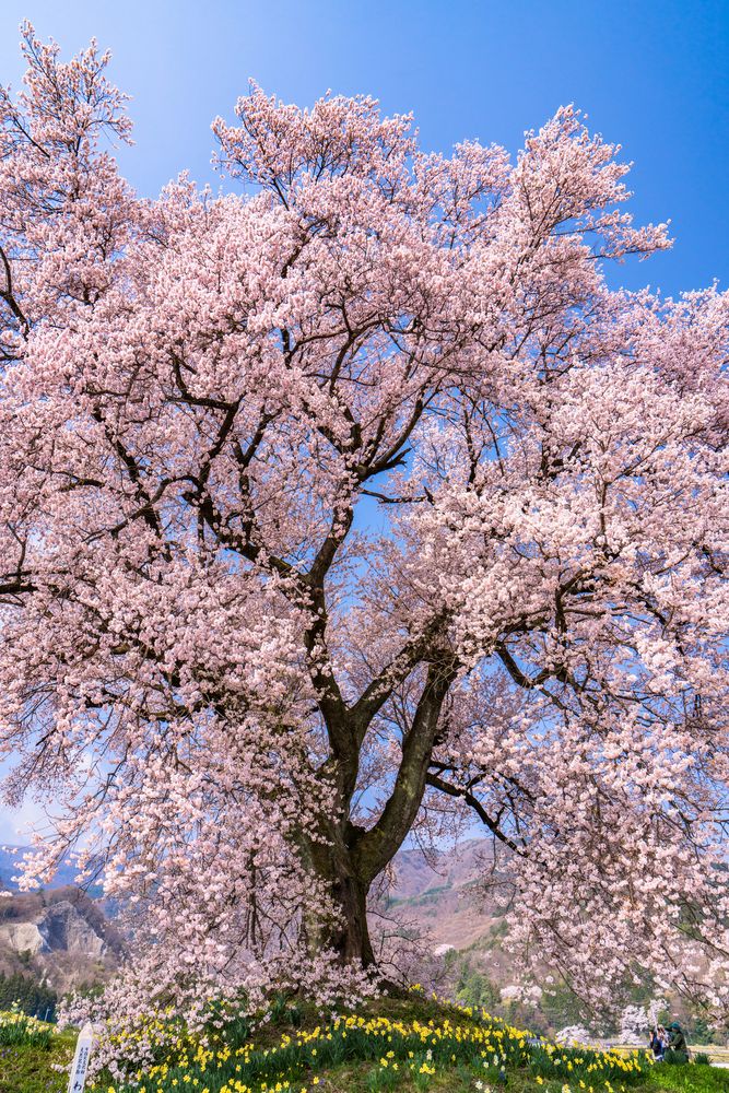 わに塚の桜】の周辺スポット・アクセス・口コミ - Prism Japan