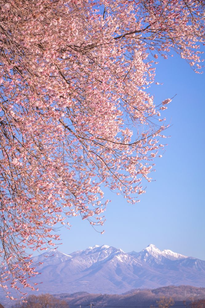 わに塚の桜の画像 - 4枚目