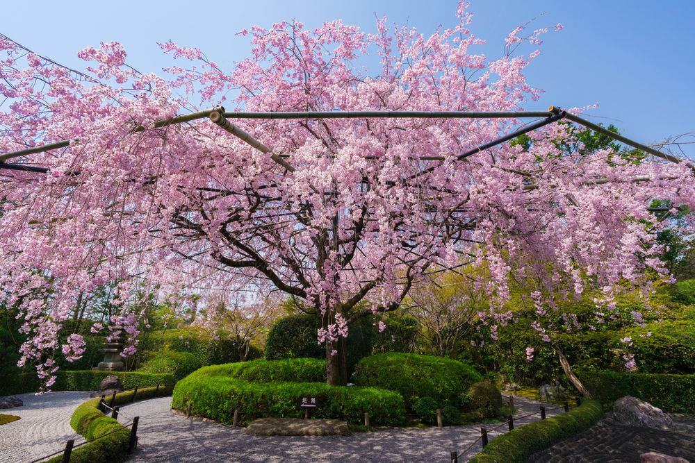 退蔵院の画像 - 2枚目