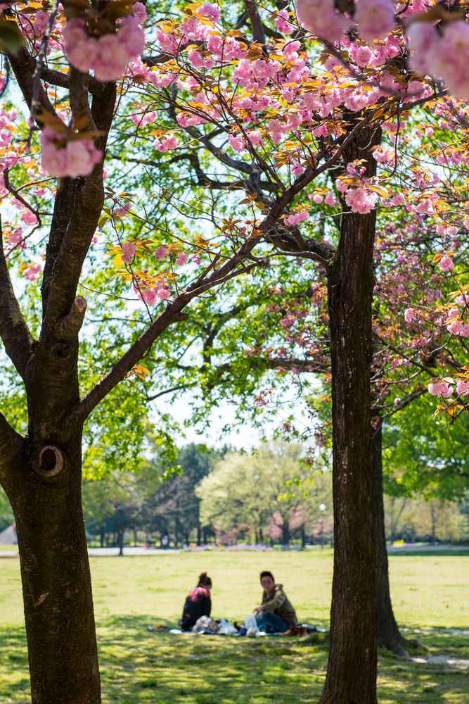庄内緑地公園の画像 - 2枚目
