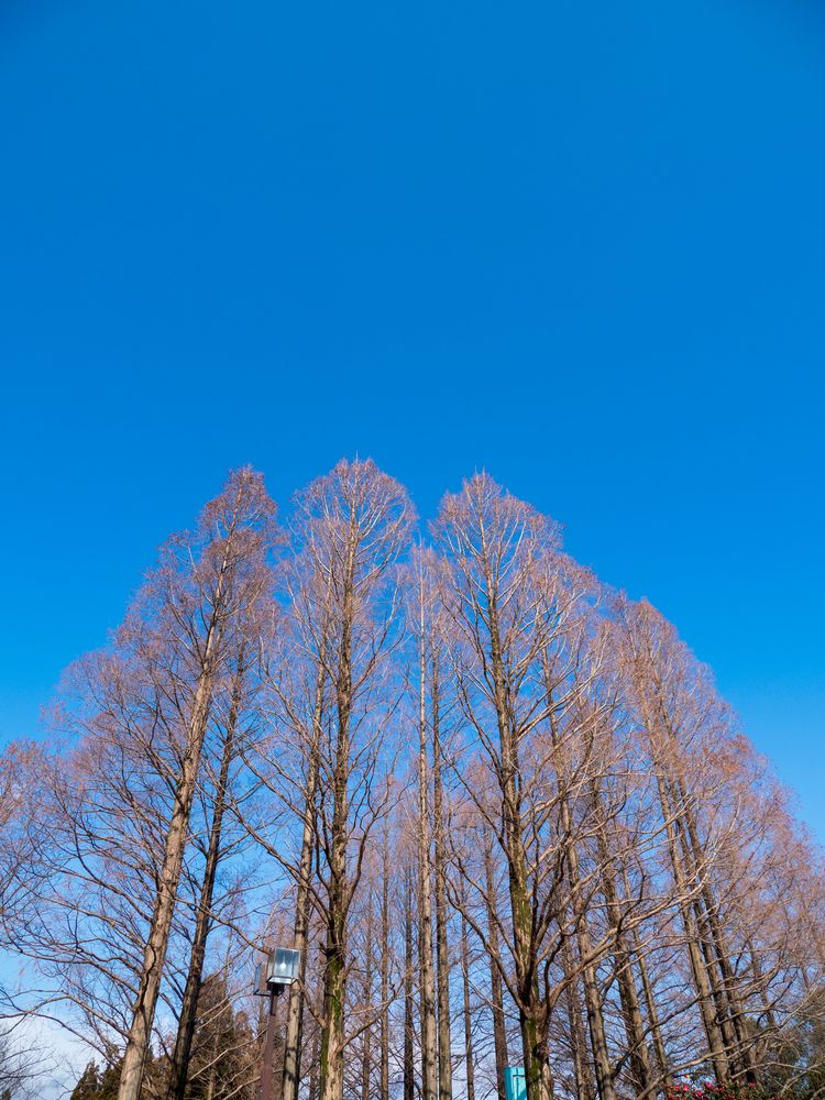 庄内緑地公園の画像 - 3枚目