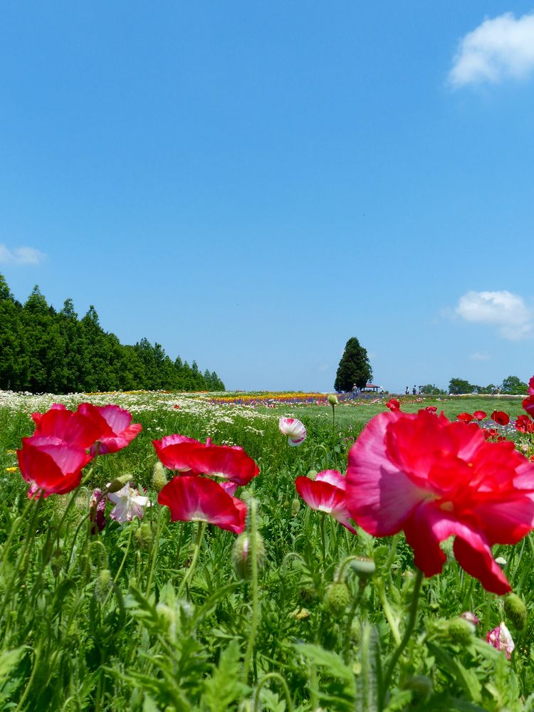 メナード青山リゾートの画像 - 6枚目