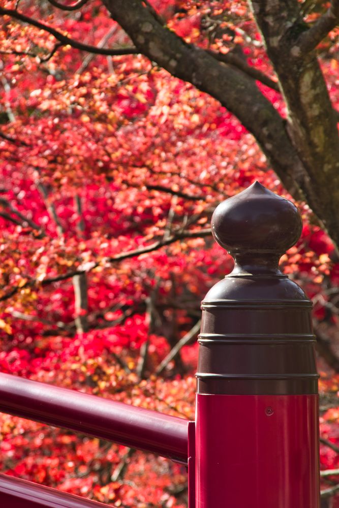 弥彦公園の画像 - 3枚目