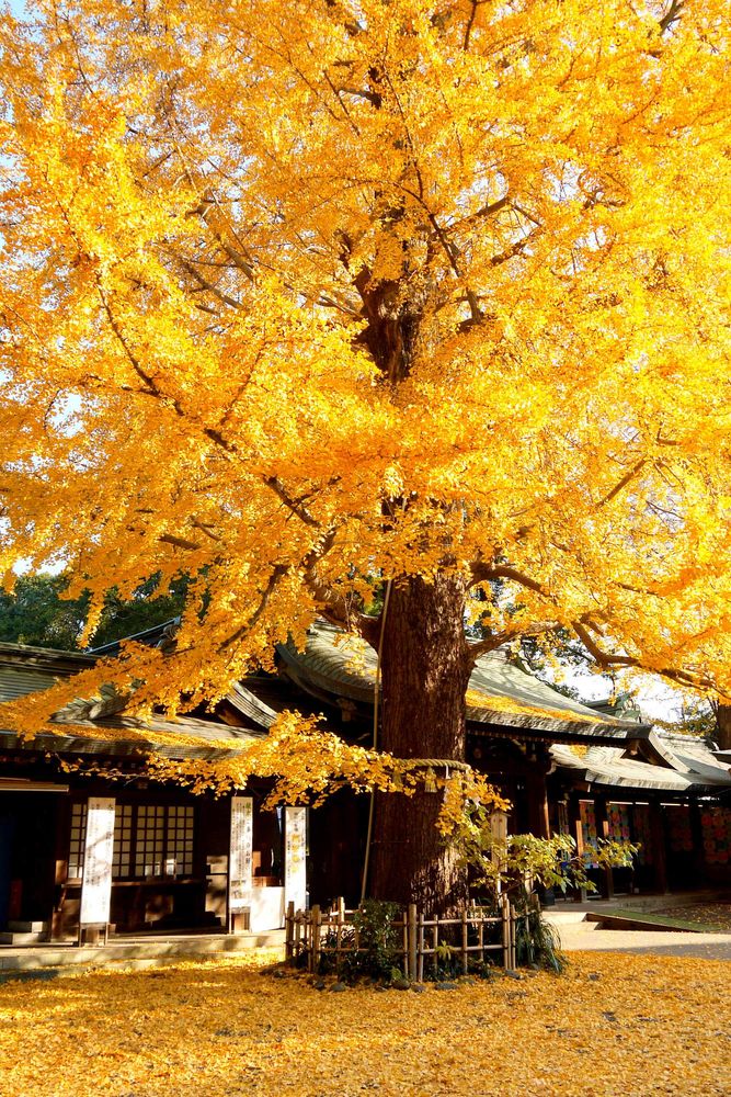 大宮八幡宮