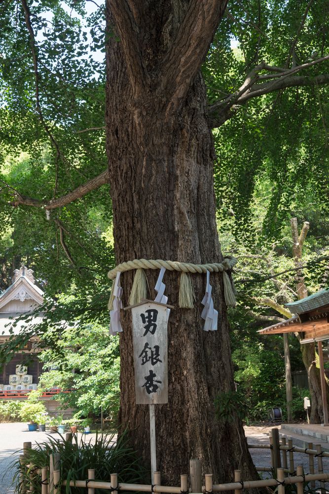 大宮八幡宮の画像 - 5枚目
