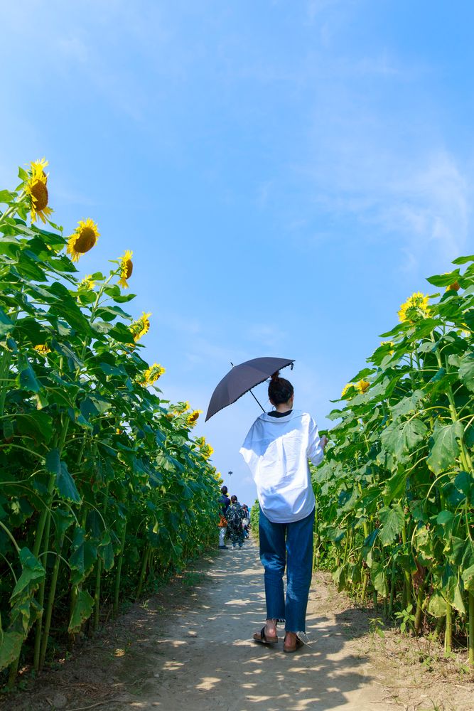 柳川ひまわり園の画像 - 3枚目
