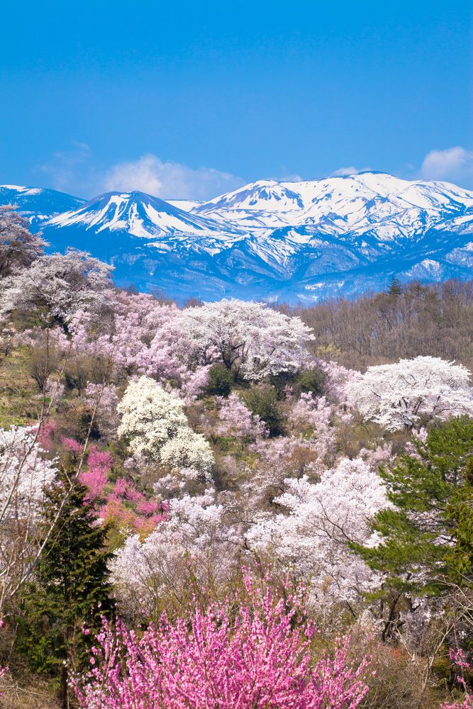花見山公園の画像 - 2枚目