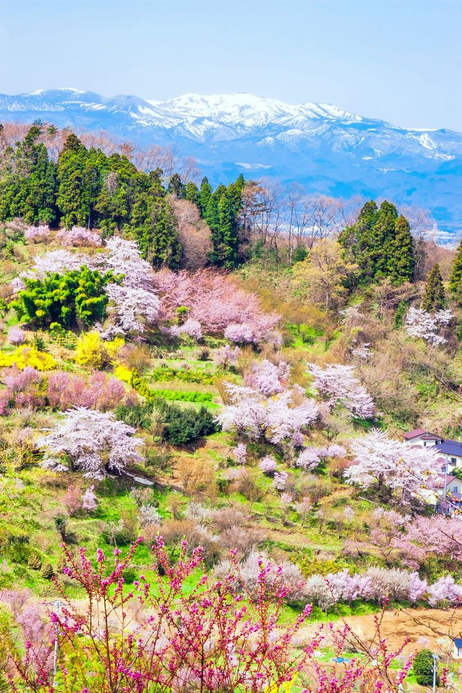 花見山公園の画像 - 4枚目