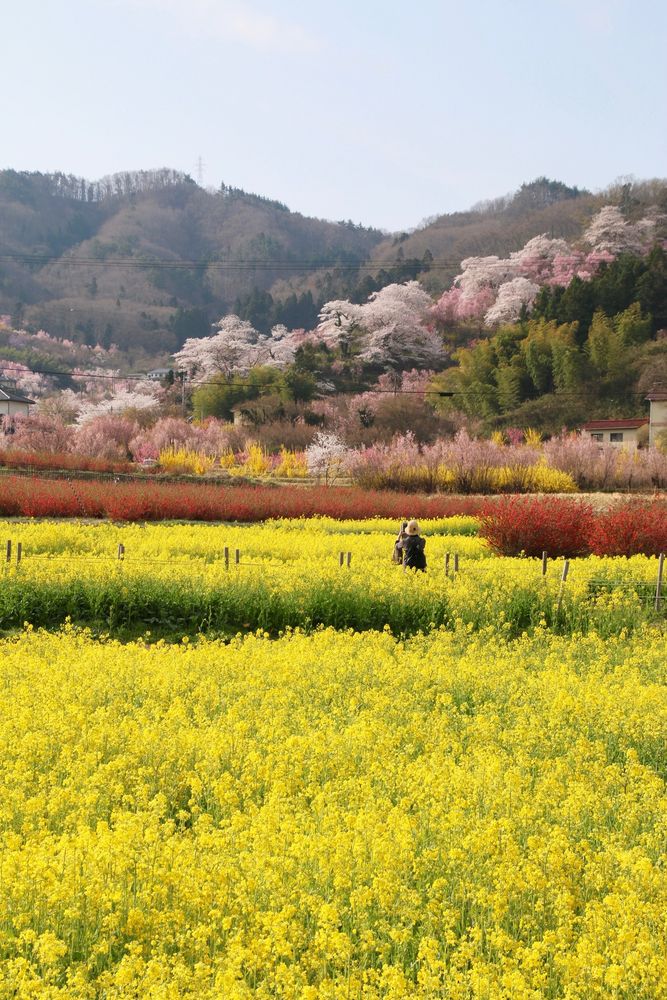 花見山公園の画像 - 5枚目