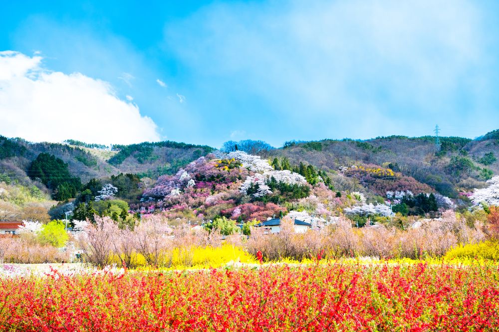 花見山公園