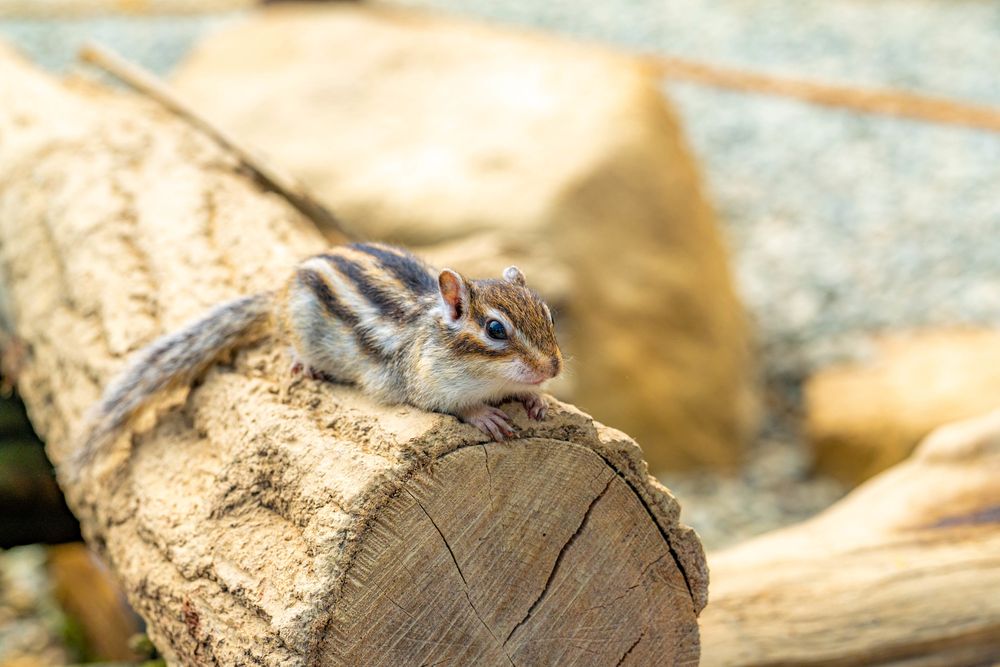 リスの森 飛騨山野草自然庭園】の周辺スポット・アクセス・口コミ