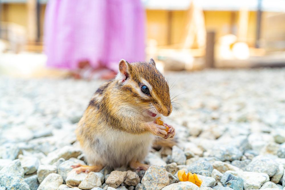 リスの森 飛騨山野草自然庭園の画像 - 4枚目