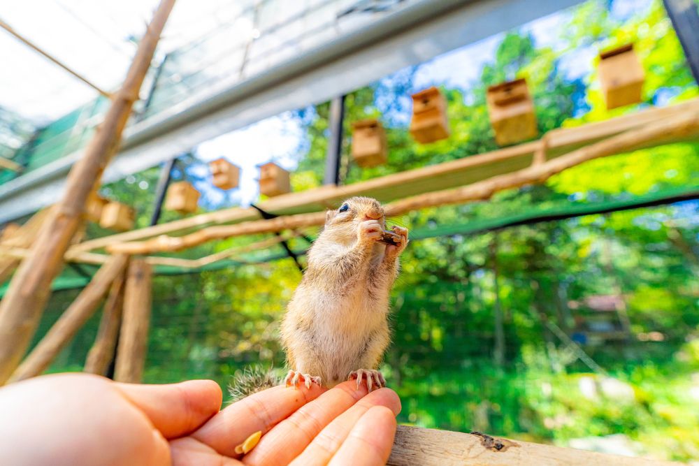 リスの森 飛騨山野草自然庭園】の周辺スポット・アクセス・口コミ