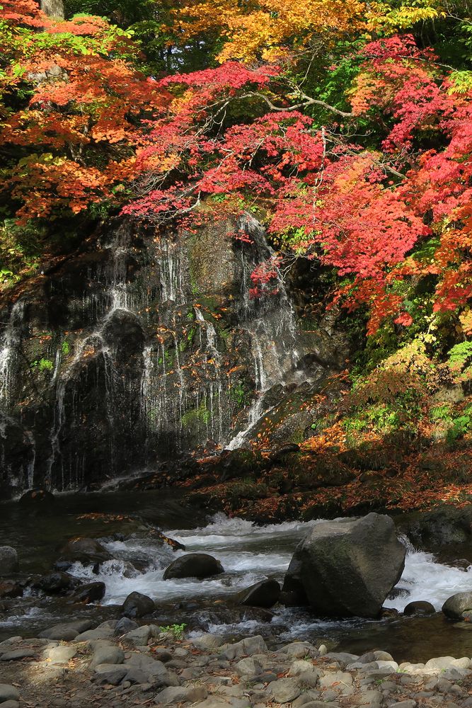 中野もみじ山の画像 - 3枚目