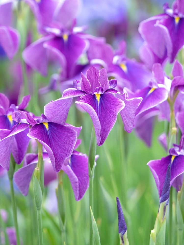 堀切菖蒲園の画像 - 4枚目