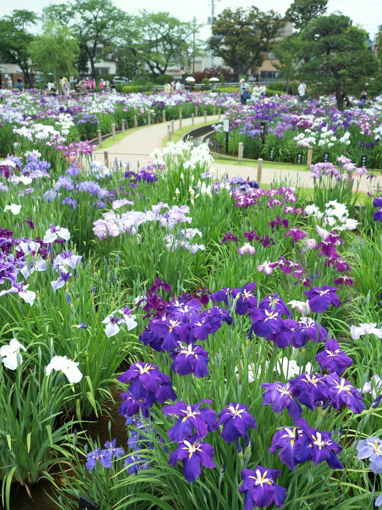 堀切菖蒲園の画像 - 5枚目