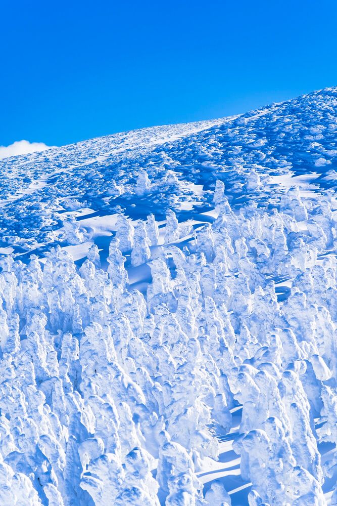 蔵王の樹氷の画像 - 6枚目