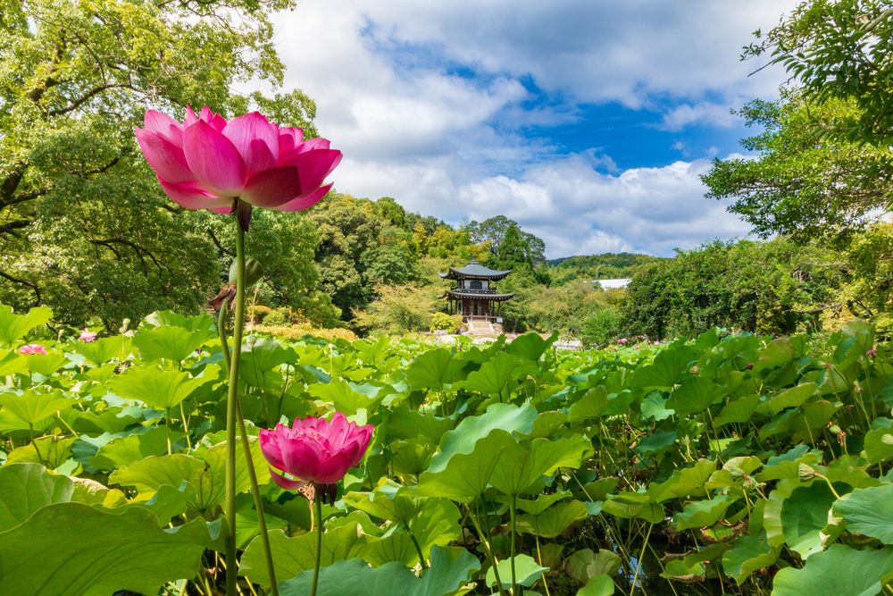 勧修寺の画像 - 3枚目