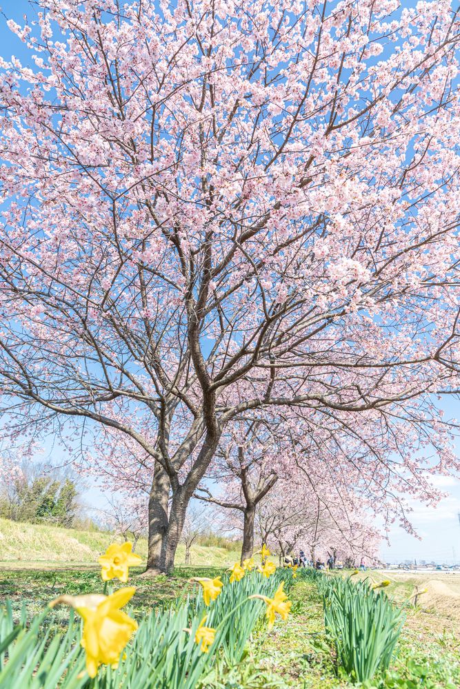 北浅羽桜堤公園の画像 - 2枚目