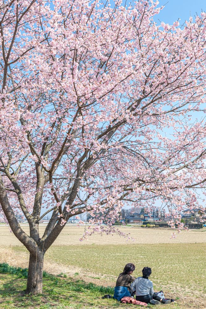 北浅羽桜堤公園の画像 - 3枚目