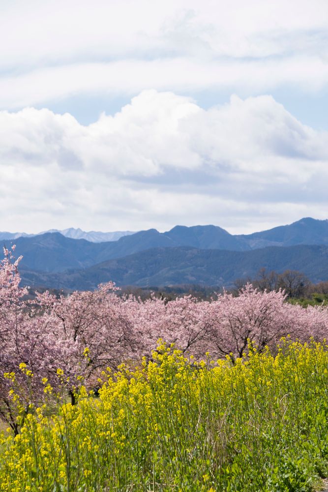北浅羽桜堤公園の画像 - 4枚目