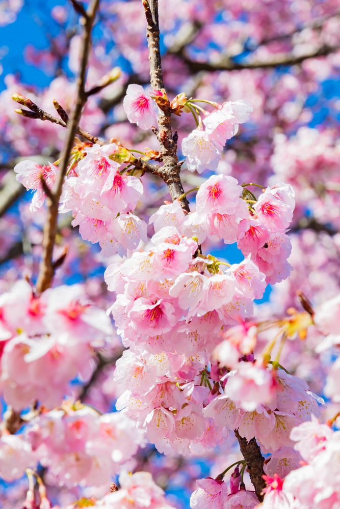 北浅羽桜堤公園の画像 - 5枚目