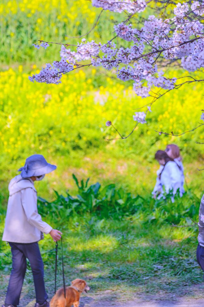 幸手権現堂桜堤の画像 - 3枚目