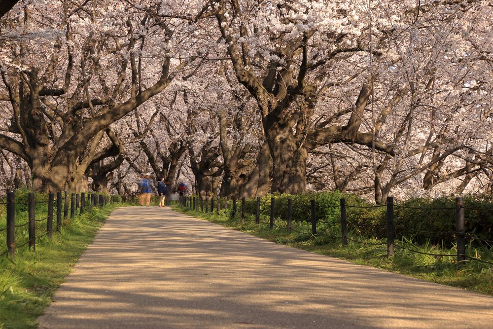 幸手権現堂桜堤の画像 - 4枚目