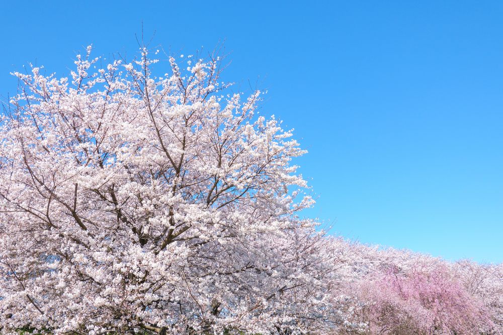 幸手権現堂桜堤の画像 - 5枚目