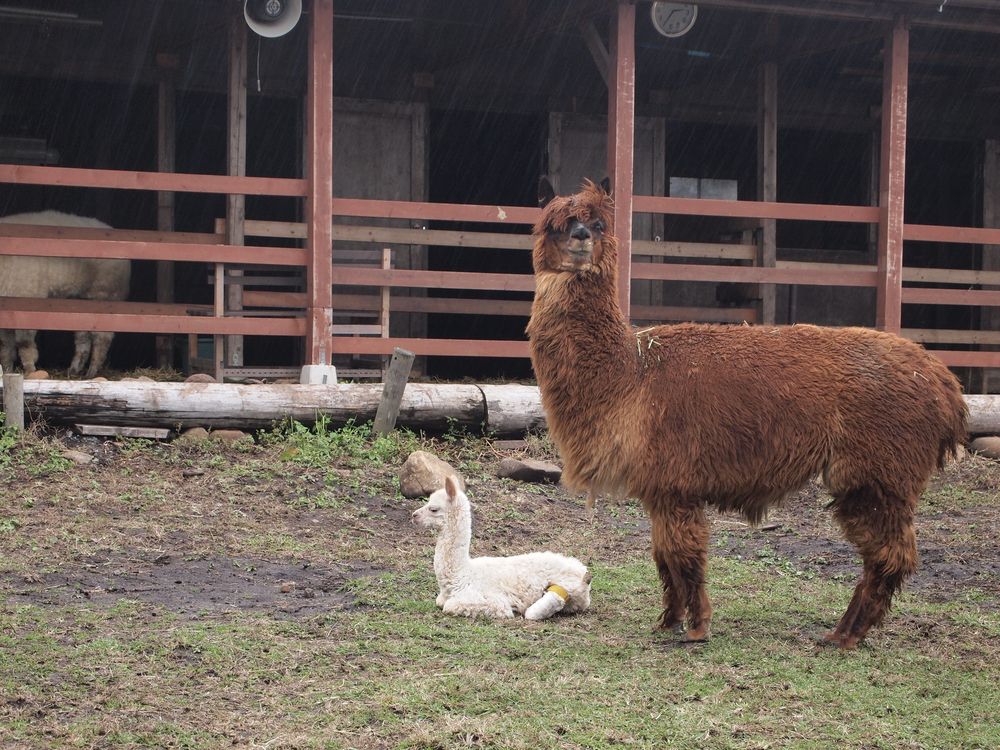 八ヶ岳アルパカ牧場