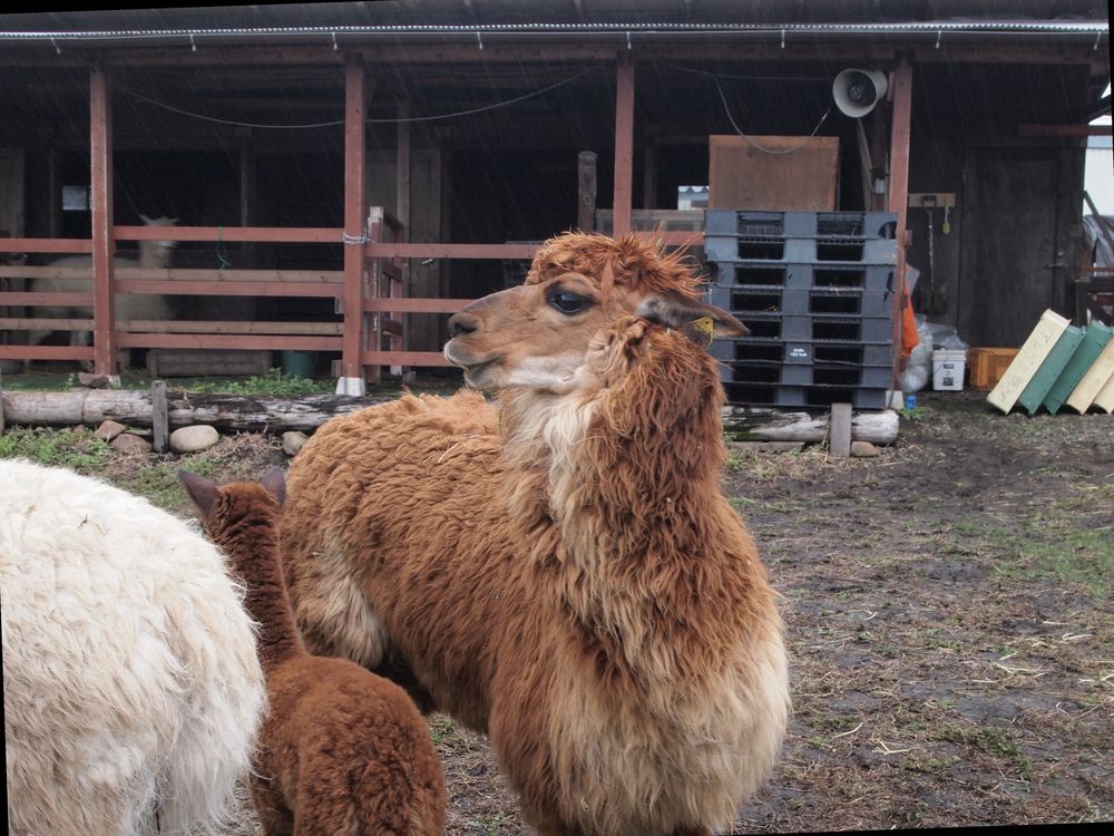 八ヶ岳アルパカ牧場の画像 - 3枚目