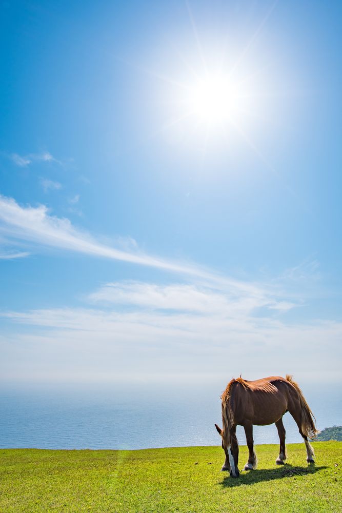 隠岐の島の画像 - 2枚目