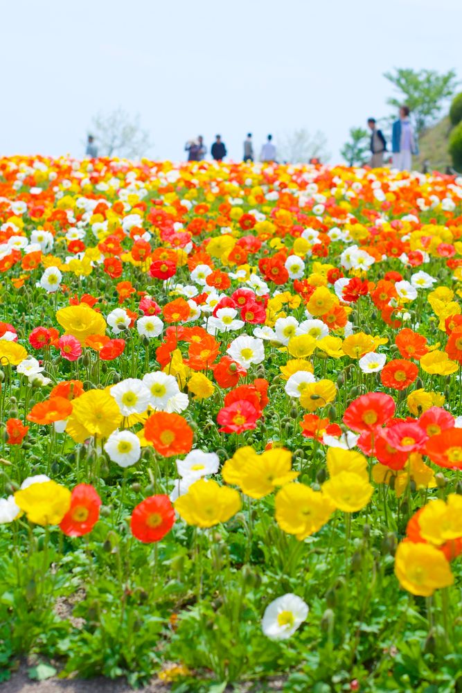 淡路島公園の画像 - 3枚目