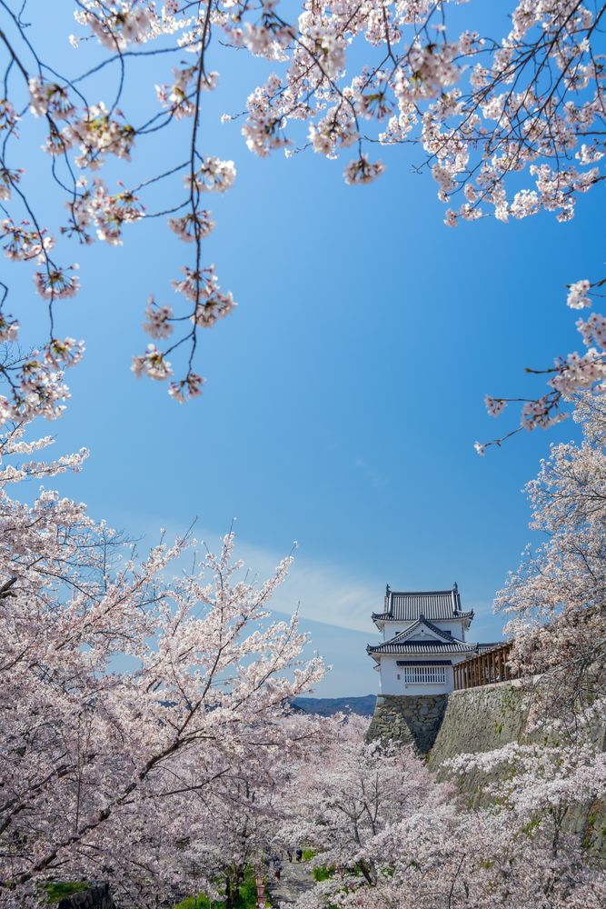 鶴山公園(津山城跡)の画像 - 3枚目