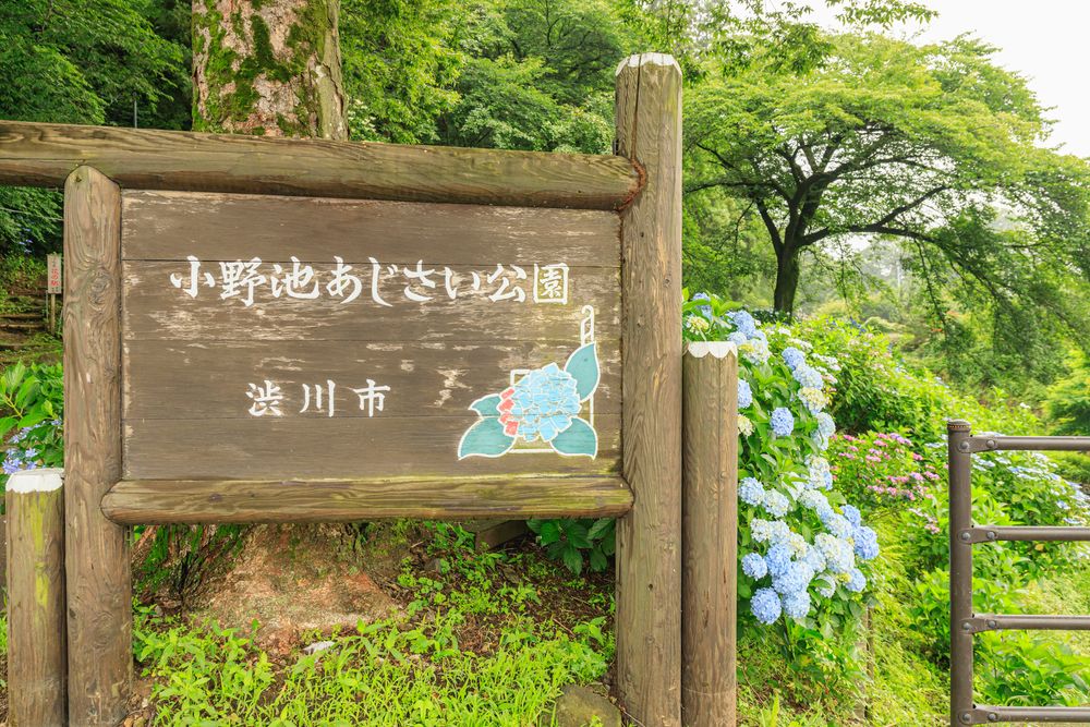 小野池あじさい公園の画像 - 3枚目