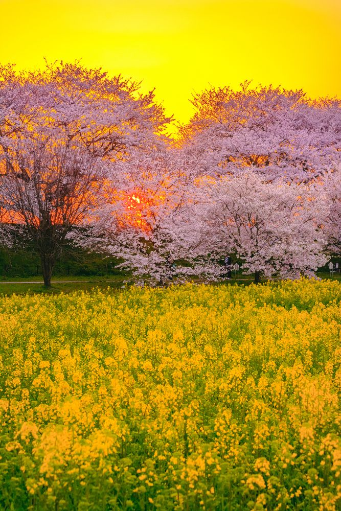 埼玉県営権現堂公園の画像 - 2枚目