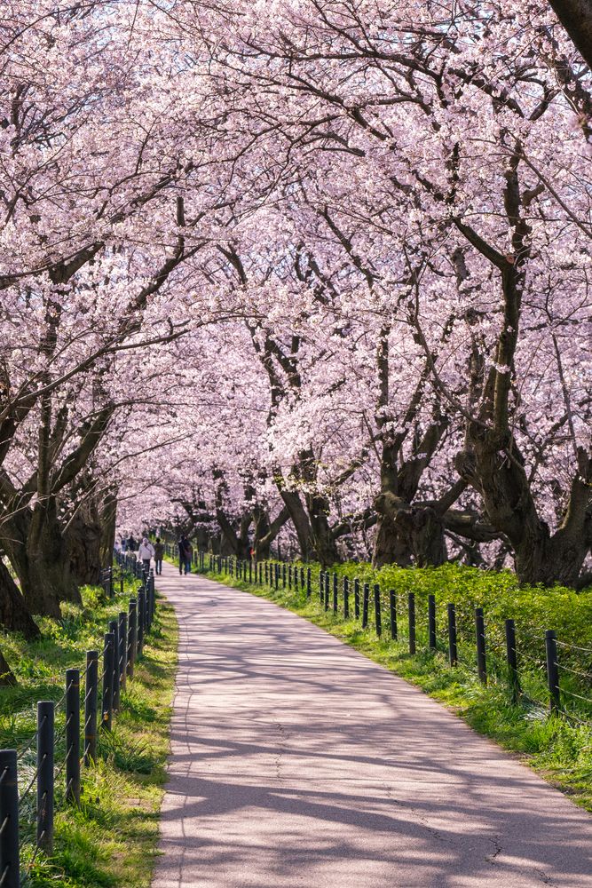 埼玉県営権現堂公園の画像 - 3枚目