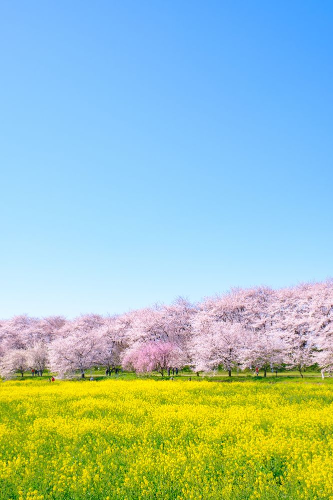 埼玉県営権現堂公園の画像 - 4枚目