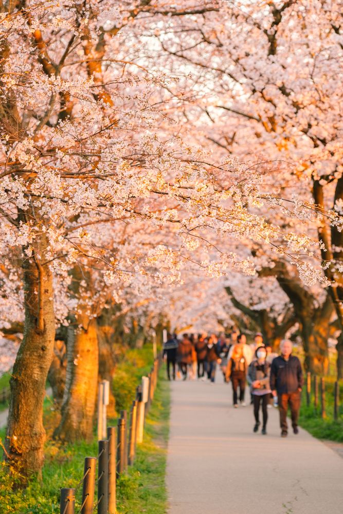 埼玉県営権現堂公園の画像 - 5枚目
