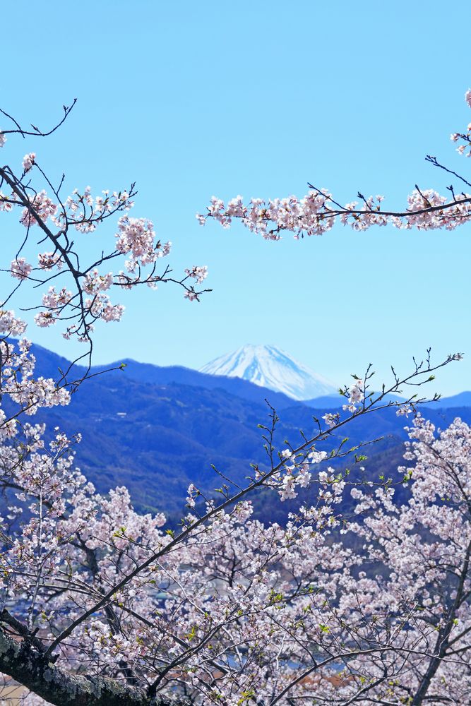 大法師公園の画像 - 2枚目